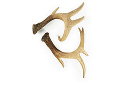 Resin Antler Pair